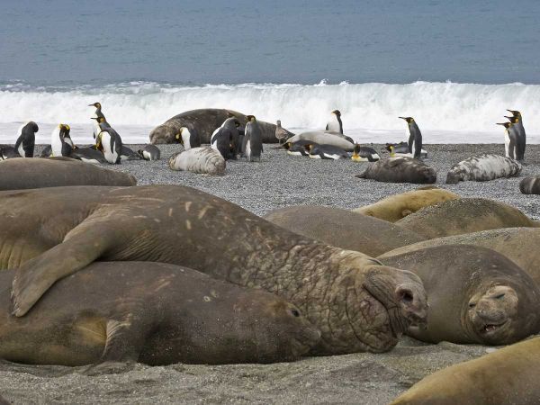 South Georgia Isl, Seals and Penguins on beach